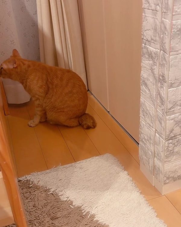 7歳になった保護猫の翔